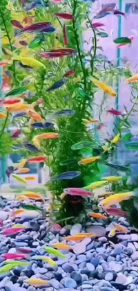 This live wallpaper showcases a vibrant fish tank with many colorful fish
