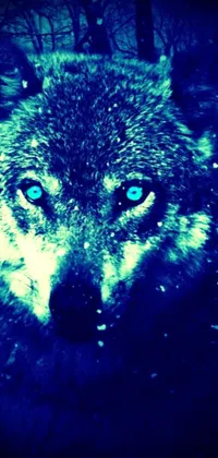 Upgrade your phone's display with this stunning, cool-toned live wallpaper featuring a close-up image of a powerful wolf with striking blue eyes