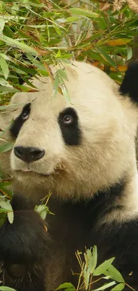 This <a href="/">phone live wallpaper</a> features a cute panda bear calmly eating leaves while perched in a tree