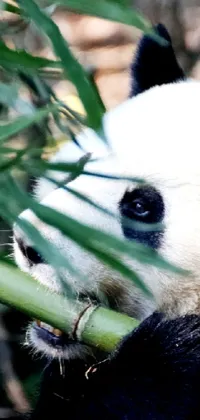 Plant Panda Terrestrial Plant Live Wallpaper