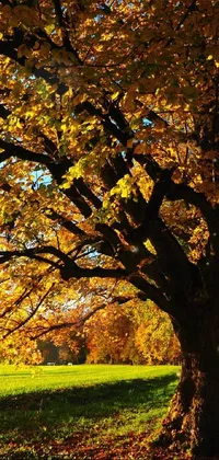 This stunning phone live wallpaper features a vibrant, colorful autumn tree in the middle of a grassy park
