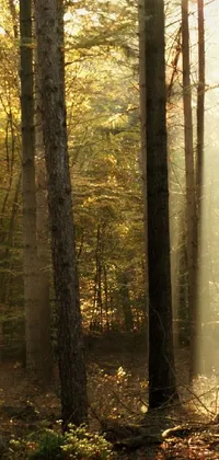 This live phone wallpaper features a serene autumn forest scene by Dietmar Damerau