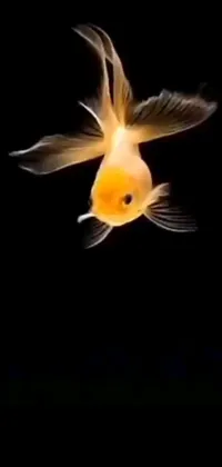 This captivating live wallpaper depicts a beautiful goldfish swimming gracefully in a mysterious and captivating dark water environment