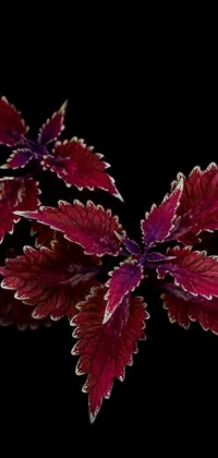 Looking for a stunning live wallpaper for your phone? Check out this close-up shot of a beautiful plant with red leaves