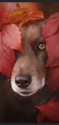 This phone live wallpaper brings the beauty of nature to your screen with a close up of a dog surrounded by leaves and an earthy red and brown color scheme