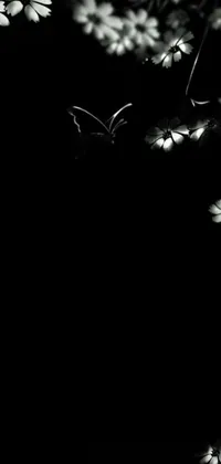 This live wallpaper features a stunning, black and white photograph of delicate flowers and a butterfly