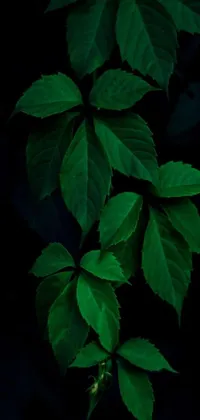 Plant Petal Herbaceous Plant Live Wallpaper
