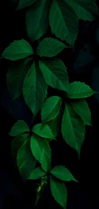 If you're looking to spruce up your phone's home screen, this green live wallpaper might be just what you need