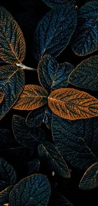 This phone live wallpaper showcases a beautiful digital image of a bunch of leaves with dark grey and orange colors