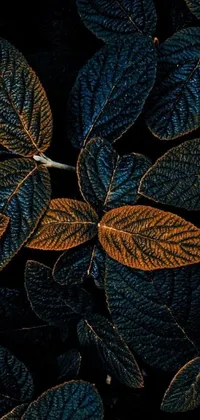 This mesmerizing live phone wallpaper features a hyper-realistic close-up of a collection of leaves, with a dark, earthy background and deep blue, black and gold colours