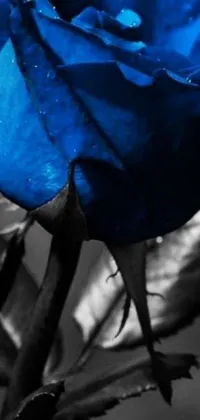 This phone live wallpaper displays a visually stunning close-up of a blue rose with water droplets
