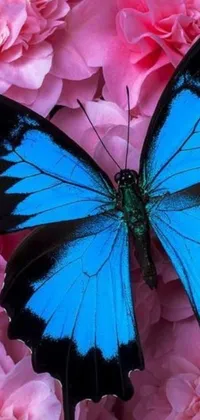 This phone live wallpaper features a beautiful image of a blue butterfly perched atop pretty pink flowers set against a backdrop of blue and black hues
