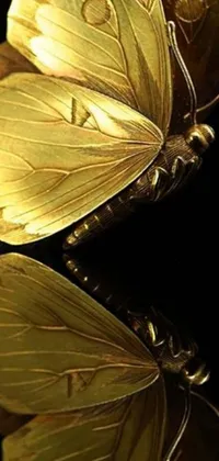 This phone live wallpaper showcases a stunningly detailed macro photograph of a colorful butterfly resting on a black surface