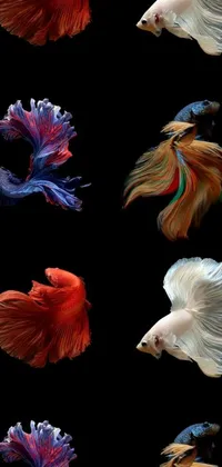 This stunning live wallpaper features hyperrealistic portraits of a variety of colorful fish on a black background