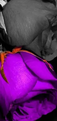 This vibrant live wallpaper showcases a stunning close-up of a purple rose set against a black background