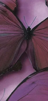 This stunning live wallpaper features a group of purple butterflies sitting elegantly on a table