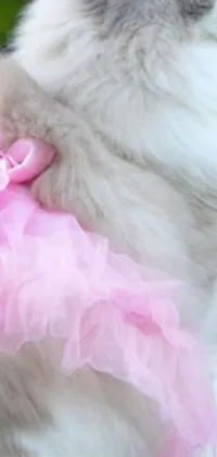 This phone live wallpaper features a gray and white cat wearing a pink tutu made from cotton candy and satin material
