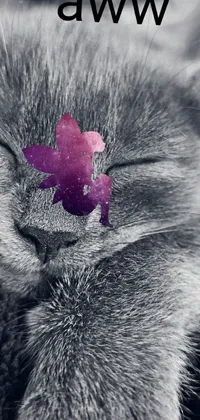 This phone live wallpaper is a magical depiction of a sleepy cat with a dainty flower on its nose