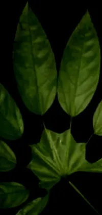 Plant Petal Terrestrial Plant Live Wallpaper