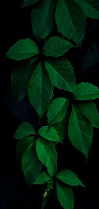 This aesthetic live wallpaper showcases a stunning close-up of a luscious green plant that appears to be a creeper