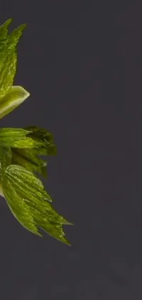 Plant Petal Twig Live Wallpaper