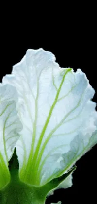 Plant Petal Vegetable Live Wallpaper