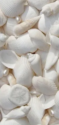 This phone live wallpaper showcases an arrangement of pristine white shells sitting on a table