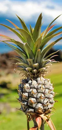 Plant Pineapple Sky Live Wallpaper