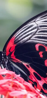 This phone live wallpaper showcases a close up of a vibrant pink and black flower, complemented by a delicate butterfly with striking red hues