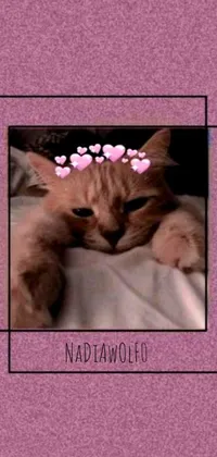 This live wallpaper features a charming image of a cat with heart designs on its head, set against a soft, multi-hued background of flowers and hearts