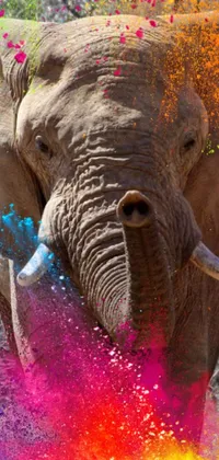This close-up phone live wallpaper features a colorful powder-splashed elephant