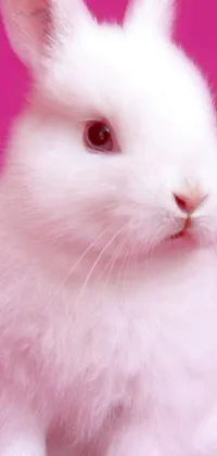 Plant Pink Whiskers Live Wallpaper