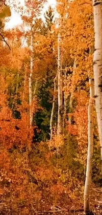 Transform your phone's screen into an autumnal paradise with this stunning live wallpaper of a forest