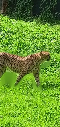 Felidae Natural Environment Cheetah Live Wallpaper