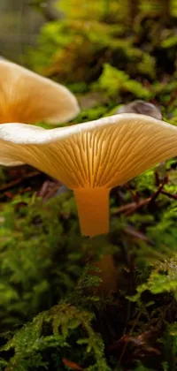 Plant Plant Community Mushroom Live Wallpaper