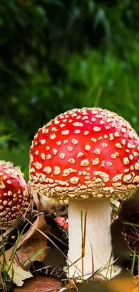 This live wallpaper boasts a striking macro photograph of a group of mushrooms set against a grassy field