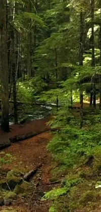 This live phone wallpaper showcases a green forest teeming with trees and a quaint hiking trail