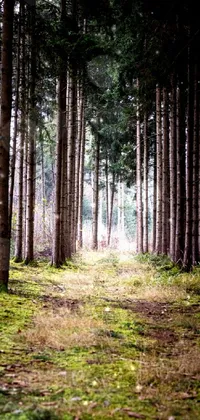 Plant Plant Community Natural Landscape Live Wallpaper