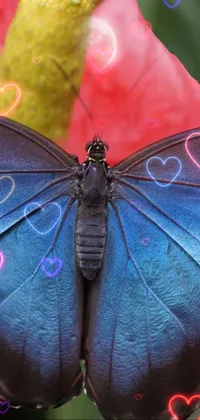 #beautiy ful butterfly Live Wallpaper