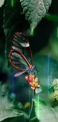 butterfly  Live Wallpaper