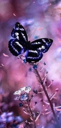 This live wallpaper features a black and white butterfly resting on a purple flower against a blue and pink color scheme
