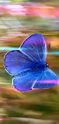 butterfly flying  Live Wallpaper