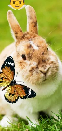 Plant Pollinator Rabbit Live Wallpaper