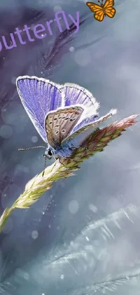 cute butterfly wallpaper 💕🦋 Live Wallpaper