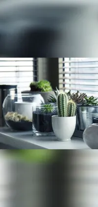 Plant Property Flowerpot Live Wallpaper