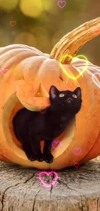 Get into the Halloween spirit with this phone live wallpaper featuring a cute black cat sitting inside a carved pumpkin