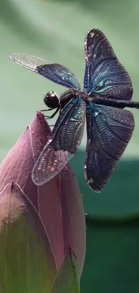 This phone live wallpaper features a gorgeous dragonfly perched on a vivid purple flower set against a serene lily pad