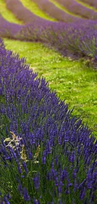 Plant Purple Lavender Live Wallpaper
