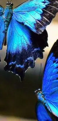 Enhance your phone's appearance with an eye-catching live wallpaper featuring a stunning pair of blue butterflies