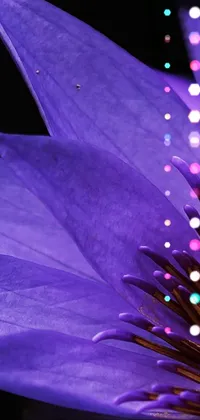 This live wallpaper features a stunning close-up of a purple flower with a black background and a lotus flower